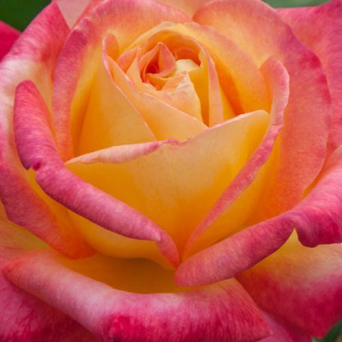 Magazinul de Trandafiri - trandafir teahibrid - galben - roz - 0 - trandafir cu parfum discret - Ping Lim;  Jerry F. Twomey - ,-